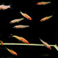 Gold Roseline Shark