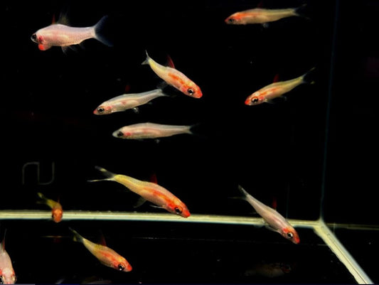 Gold Roseline Shark