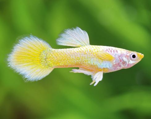 German Yellow Guppy Males