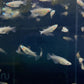 Indian Ricefish