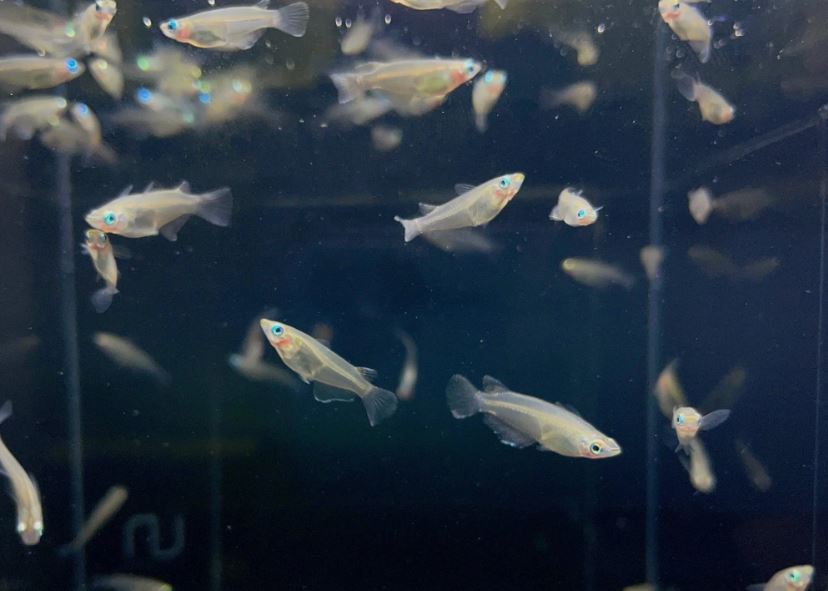 Indian Ricefish