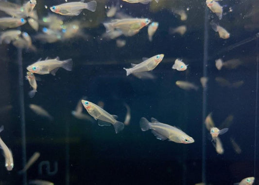 Indian Ricefish