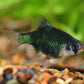 Green Tiger Barb