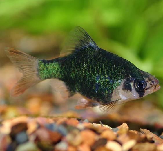 Green Tiger Barb