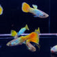 German Yellow Guppy Males