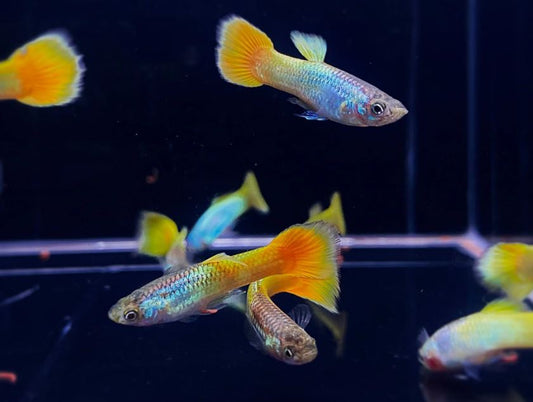 German Yellow Guppy Males