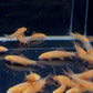 Albino Rainbow Shark (S)