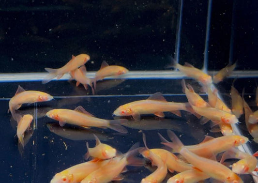 Albino Rainbow Shark (S)