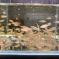 Pearl Emerald Dwarf Danio / Rasbora (Hybrid)