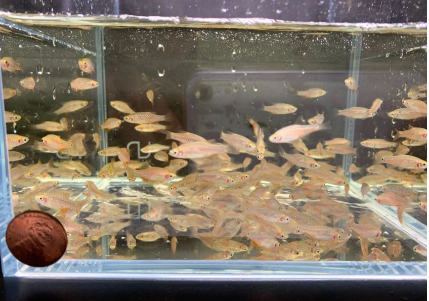 Pearl Emerald Dwarf Danio / Rasbora (Hybrid)