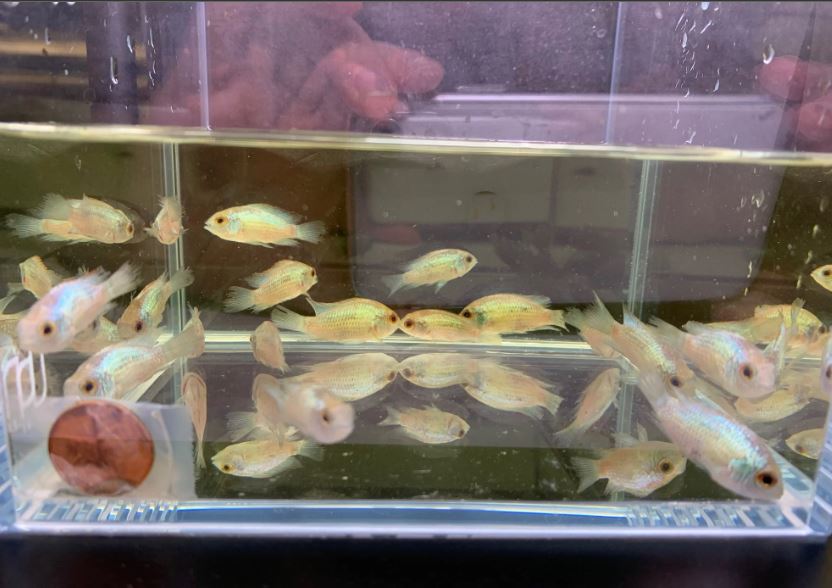 Electric Blue Acara (XS)