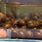Zebra Nerite Snail