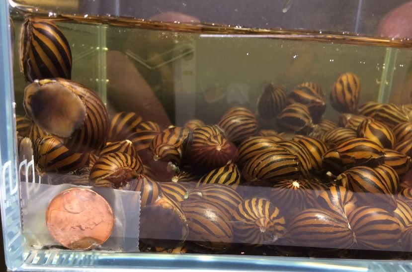 Zebra Nerite Snail