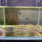 Panda Garra Size MS