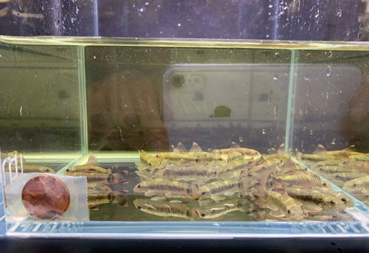 Panda Garra Size MS