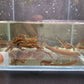 Black Kuhli Loach
