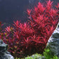 Rotala indica (rotundifolia) Red Live Aquarium Plants