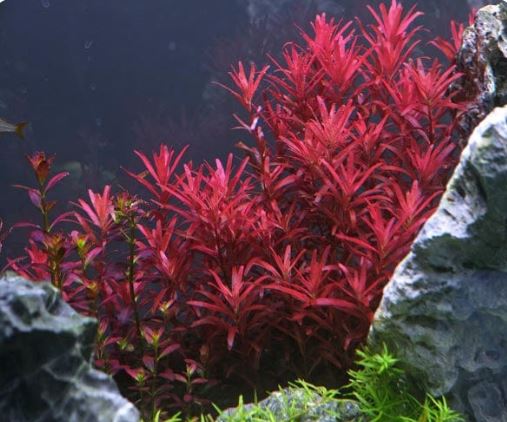Rotala indica (rotundifolia) Red Live Aquarium Plants