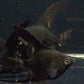 Black Angelfish