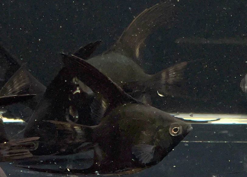 Black Angelfish
