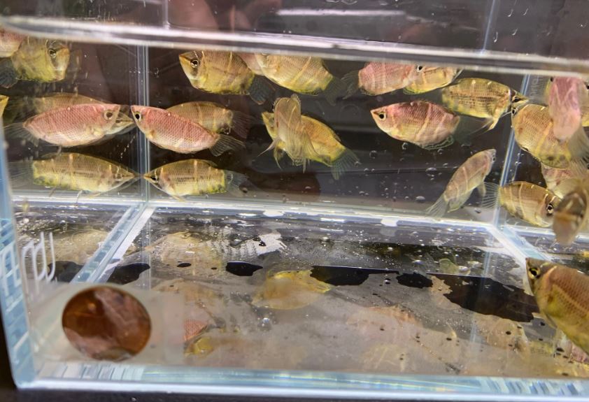 Chocolate Gourami