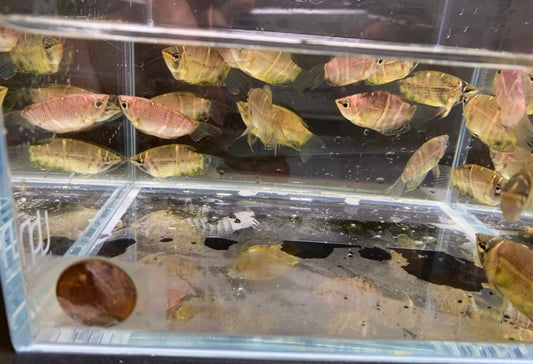 Chocolate Gourami