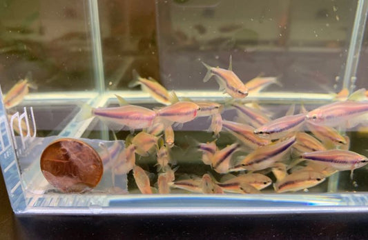 Blue Emperor Tetra