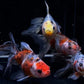 Calico Ryukin Goldfish - 3"