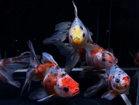 Calico Ryukin Goldfish - 3"