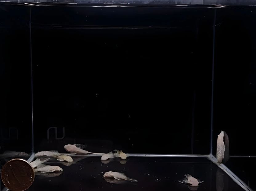 Albino Longfin Bushy nose Pleco