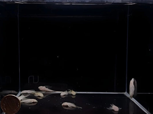 Albino Longfin Bushy nose Pleco