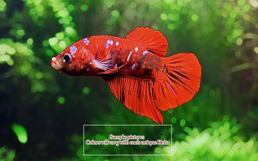 Koi Betta Male