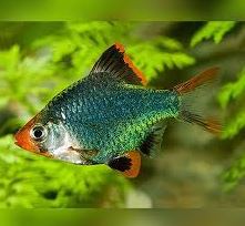 Green Tiger Barb