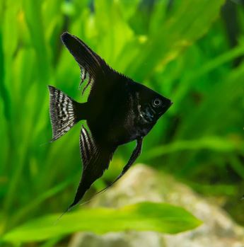 Black Angelfish