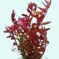 Rotala indica (rotundifolia) Red Live Aquarium Plants