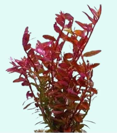 Rotala indica (rotundifolia) Red Live Aquarium Plants