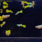 German Yellow Guppy Males