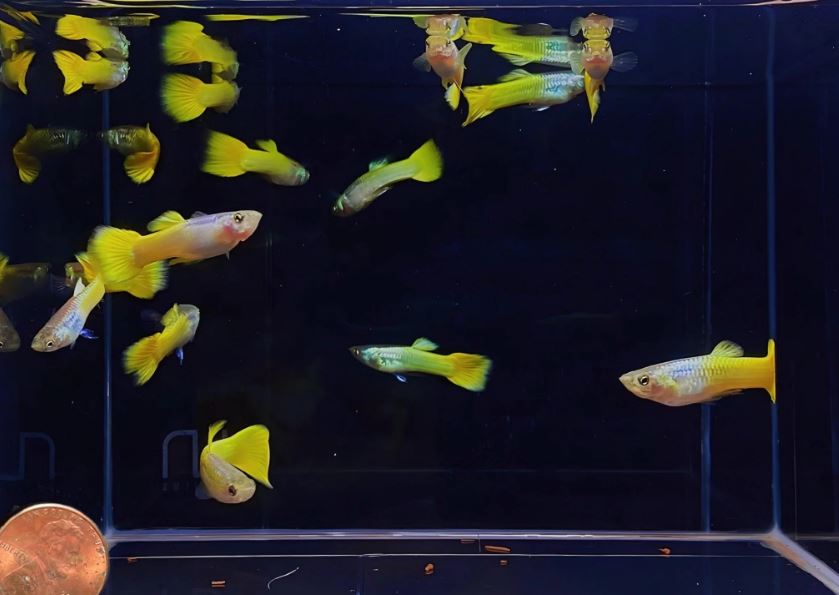 German Yellow Guppy Males
