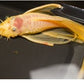 Albino Longfin Bushy nose Pleco
