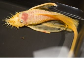 Albino Longfin Bushy nose Pleco