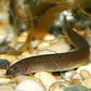 Black Kuhli Loach