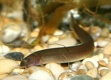 Black Kuhli Loach