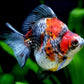Calico Ryukin Goldfish - 3"