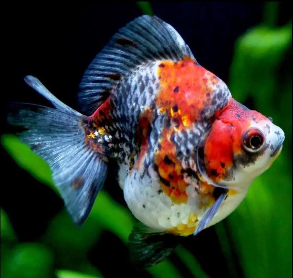 Calico Ryukin Goldfish - 3"