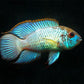 Electric Blue Acara (XS)