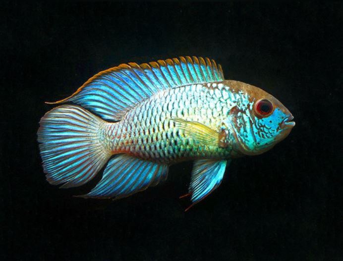 Electric Blue Acara (XS)