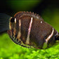 Chocolate Gourami
