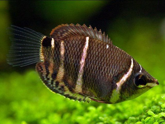 Chocolate Gourami