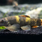 Panda Garra Size MS