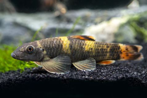 Panda Garra Size MS